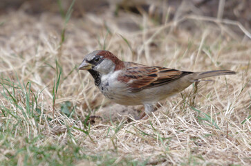 Moineau domestique picorant des graines dans une pelouse (Passer domesticus). 