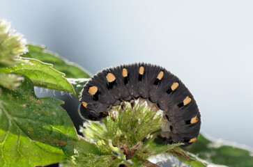 Fausse chenille de Tenthrède (genre Tenthredo).