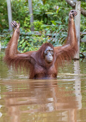 Sepilok Orangutan Rehabilitation Centre is home to 60-80 wild orangutans that can only be seen from the river. These will be released into the wild when they are ready.