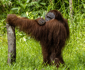Sepilok Orangutan Rehabilitation Centre is home to 60-80 wild orangutans that can only be seen from the river. These will be released into the wild when they are ready.