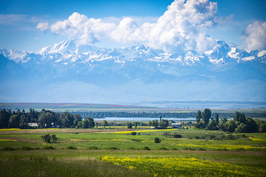 shore of issyk kul lake, kyrgyzstan, central asia, mountains in background, blooming canola, 