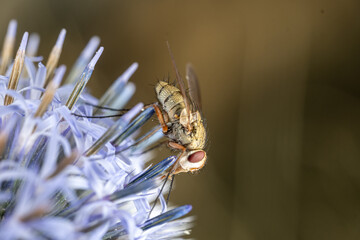 close up of a christmas tree