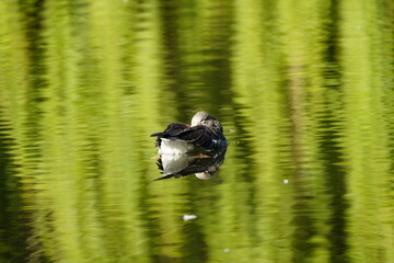 Sleeping greylag goose (Anser anser) Anatidae family. Location: Hanover District, Germany