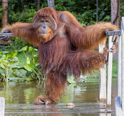Sepilok Orangutan Rehabilitation Centre is home to 60-80 wild orangutans that can only be seen from the river. These will be released into the wild when they are ready. © mindstorm