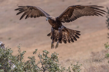 aigle royal