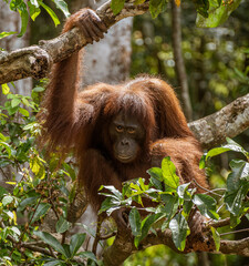 Sepilok Orangutan Rehabilitation Centre is home to 60-80 wild orangutans that can only be seen from the river. These will be released into the wild when they are ready.