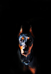 Doberman breed dog on a black background
