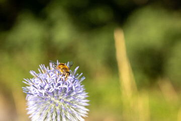 bee on thistle