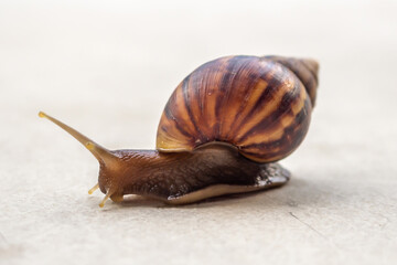 big helix snail on concrete floor close up