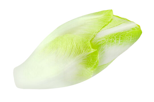 1 Chicoree und Hintergrund transparent