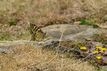 Papillon machaon élégant, posé au sol