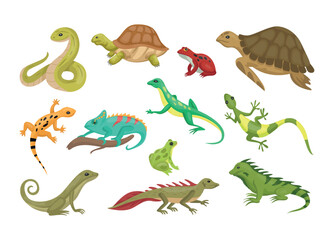 Naklejka premium Wild reptiles. Turtle and lizard. Tropical reptilian. Amphibian or serpent. Isolated animals set. Gecko, triton and frog in rainforest. Invertebrate tortoise. Vector cartoon collection