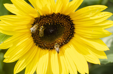 yellow blooming sunflower close up in the summer with bees
