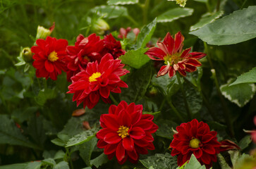 beautiful red flowers blooming in the park