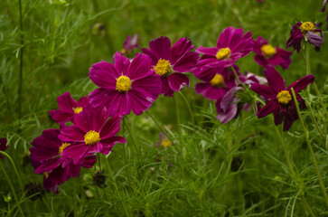 flowers in the garden