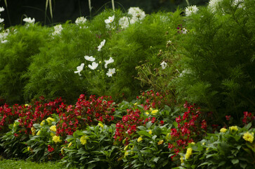 blooming flowers in the park