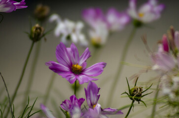 pink purple blooming flower close up