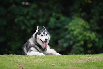 happy Siberian husky dog is sitting on the grass.