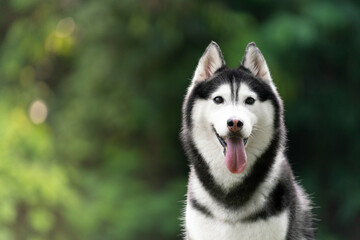 happy Siberian husky dog is grinning outdoors, green nature background.