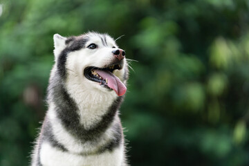 happy Siberian husky dog is grinning outdoors, green nature background.