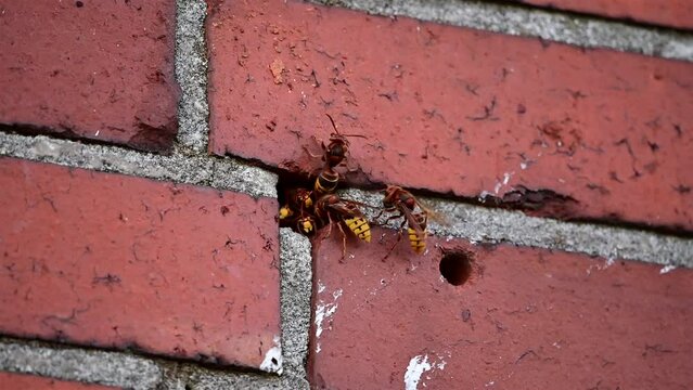 Busy activity at the entrance of a hornet nest in a masonry with guard hornet and ventilation (Vespa crabro)