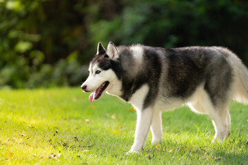 Naklejka na ściany i meble Siberian husky dog is walking on the grass.