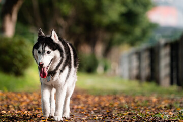Siberian husky dog walking on the road outdoors.. © Anciens