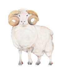 Goat isolated on white background. Watercolor illustration of goat. Chinese Zodiac animals concept