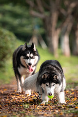 Cute husky dogs are playing together outdoors. Playful puppies outdoors.