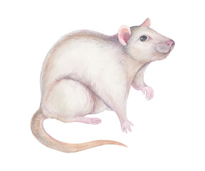 Rat isolated on white background. Watercolor illustration of  big white rat. Chinese Zodiac animals concept