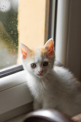 Curiosity little white kitten with red head sitting on the windowsill and looking at camera.