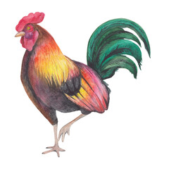 Fototapeta premium Rooster isolated on white background. Watercolor illustration of male chicken Chinese Zodiac animals concept