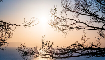 Fototapeta na wymiar Morning landscape overlooking the sea through the silhouettes of tree branches. The rays of the morning sun through the branches. Soft morning light. Turkey, Turunk