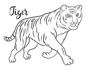 Contour bengal tiger sketch with hand lettering. Line art vector illustration of tiger. Chinese Zodiac animals concept