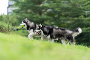 Two cute husky dogs are walking together on the grass. Playful puppies outdoors.