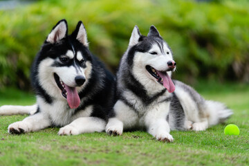 Cute husky dogs are staying together on the grass. Playful puppies outdoors.