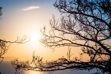 Obraz premium Morning landscape overlooking the sea through the silhouettes of tree branches. The rays of the morning sun through the branches. Soft morning light. Turkey, Turunk