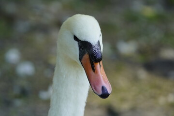 Mute swan (Cygnus olor) Anatidae family.
