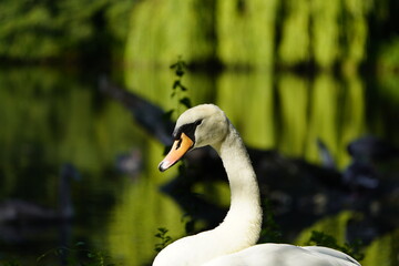 Mute swan (Cygnus olor) Anatidae family.