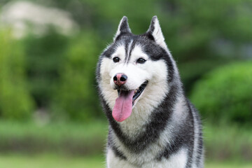 Naklejka na ściany i meble happy Siberian husky dog is grinning outdoors, green nature background.