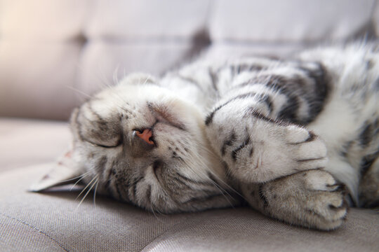 Cat sleep calm and relax on cloth sofa gray color, American shorthair cat breed classic silver color, Cat sleeping or Lie down on soft mattress, Adorable pet with Furniture in living room.