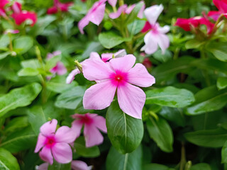 Close up of pink vinca, fresh flowers in the garden, portrait flowers 
