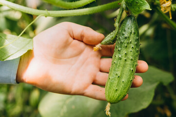 Hands holding small growing cucumber in urban home garden. Urban home gardening concept