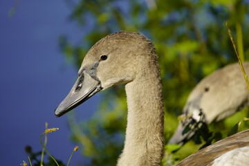 Young mute swans (Cygnus olor) Anatidae family.