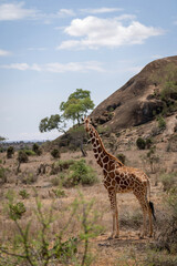 Reticulated giraffe stands watching camera near kopje