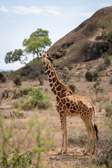 Reticulated giraffe stands watching camera by kopje