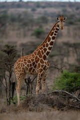 Reticulated giraffe stands watching camera among bushes