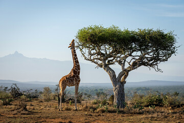 Reticulated giraffe stands stretching neck to browse © Nick Dale