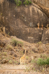 Reticulated giraffe stands watching camera below kopje