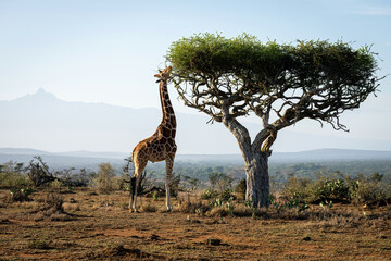 Reticulated giraffe stands stretching neck to feed © Nick Dale